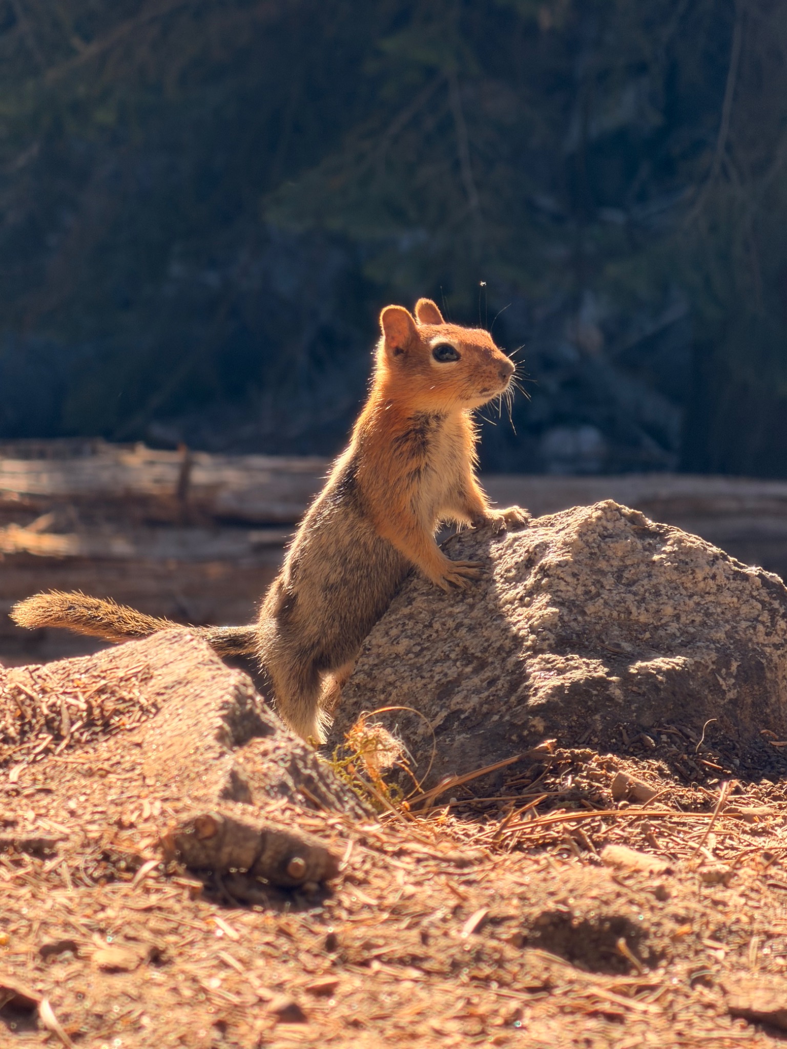 A little wild friend